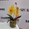 
						Флагманская линейка Samsung Galaxy S21 и наушники Galaxy Buds Pro своими глазами
					
