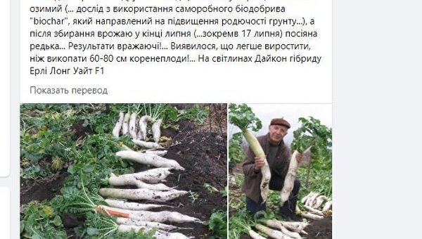 Под Киевом вырос аномальный корнеплод
